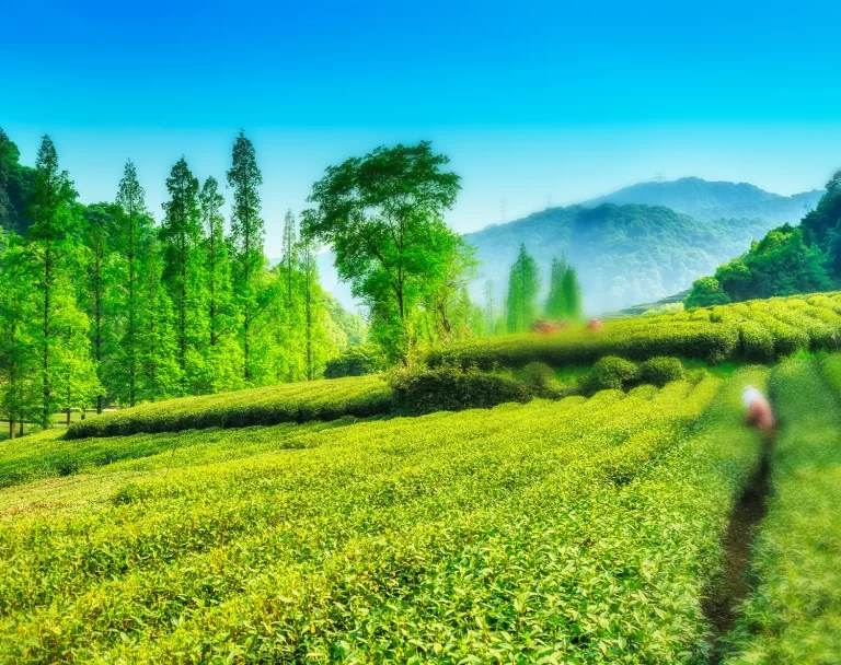 Farming carbon: local solutions for global impact